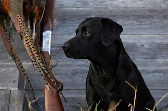 gentlemans_gundog_09_2